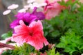 Petunia in the garden. Flowers of annual petunias family Solanaceae blooming in massed garden. Summer bloom