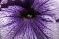 Close up of Petunia Flower