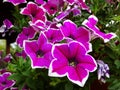 Close up of colorful blooming petunia flowers, natural background.