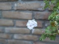 White petunia, flower