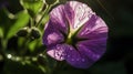 Petunia Glistening In Sunlight With Dew Drops