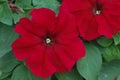 Petunia grandiflora Donna Scarlet