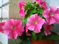 Petunia grandiflora Eagle Pink Vein on white brick wall background. Popular bright flowers in city. Blooming Garden on windowsill Royalty Free Stock Photo