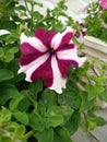 Petunia grandiflora garden best of the best