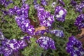 Petunia grandiflora purple blossoms.