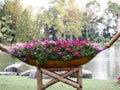 Petunia grows on boat shaped basket.Colorful petunia flowers in the garden. Royalty Free Stock Photo