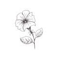 Petunia. Hand-drawn black and white sketch petunia flower. Isolated on a white background. Royalty Free Stock Photo