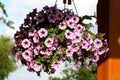 Petunia Hanging Basket. Royalty Free Stock Photo
