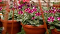 Petunia in hanging pots in a greenhouse. Pink, yellow and purple petunia flowers hang in plastic pots in a nursery. Royalty Free Stock Photo