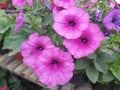 Petunia- House flowering plant in