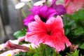 Petunia hybrida. Mixed petunia flowers. Beautiful petunia flower wallpapert, spring time. Macro images Royalty Free Stock Photo