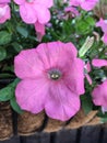 Petunia integrifolia, violet petunia or violetflower petunia