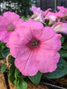 Petunia integrifolia, violet petunia or violetflower petunia Royalty Free Stock Photo