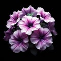 Petunia isolated on black background. Flowers and plants in spring. AI generated