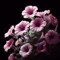 Petunia isolated on black background. Flowers and plants in spring. AI generated