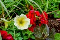 Petunia Juss, yellow-white flower