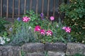 Petunia and lavender flowers bloom in July in the park. Berlin, Germany Royalty Free Stock Photo