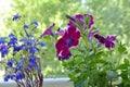 Petunia and lobelia on blurred green background of trees Royalty Free Stock Photo