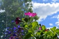 Petunia and lobelia flowers in sunny day on the balcony. Blooming plants Royalty Free Stock Photo