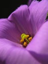 Macro beauty petunia show pistil and staments