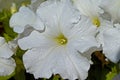 White Petunia