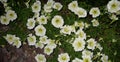 Petunia milliflora - Picobella Cascade White