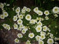 Petunia milliflora - Picobella Cascade White