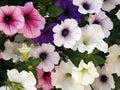 Petunia multicolor Royalty Free Stock Photo