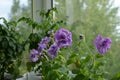 Petunia multiflora double with light violet flowers on the background of tomato plants in small garden on the balcony Royalty Free Stock Photo