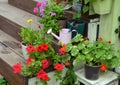 Petunia and nasturtium flowers and watering can with garden tools by doorsteps Royalty Free Stock Photo