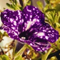 petunia nightsky Royalty Free Stock Photo