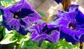 Petunia is one of the flowering plants of South American origin. This is the name of the French national name, the word petun,