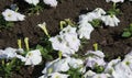 Petunia is one of the flowering plants of South American origin. This is the name of the French national name, the word petun,