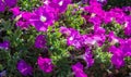 Petunia is one of the flowering plants of South American origin. This is the name of the French national name, the word petun,