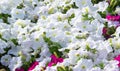 Petunia is one of the flowering plants of South American origin. This is the name of the French national name, the word petun,