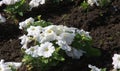 Petunia is one of the flowering plants of South American origin. This is the name of the French national name, the word petun,