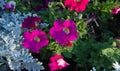 Petunia is one of the flowering plants of South American origin. This is the name of the French national name, the word petun,