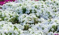 Petunia is one of the flowering plants of South American origin. This is the name of the French national name, the word petun,