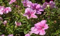 Petunia is one of the flowering plants of South American origin. This is the name of the French national name, the word petun,