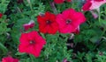 Petunia is one of the flowering plants of South American origin. This is the name of the French national name, the word petun,