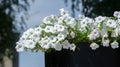 Petunia is one of the flowering plants of South American origin. This is the name of the French national name, the word petun,