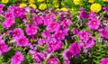 Petunia is one of the flowering plants of South American origin. This is the name of the French national name, the word petun,