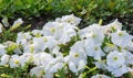 Petunia is one of the flowering plants of South American origin. This is the name of the French national name, the word petun,