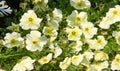 Petunia is one of the flowering plants of South American origin. This is the name of the French national name, the word petun,