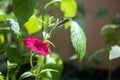 One opened bud of red color and one closed bud in the rays of sunlight