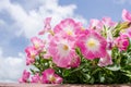 Petunia or Petunia Hybrida Vilm