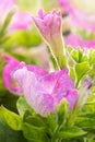 Petunia on white with natural light. Royalty Free Stock Photo