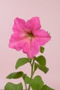 Petunia pink. Flower seedling close-up. Agriculture and horticulture. Hobby growing annual flowers. Plant on a delicate Royalty Free Stock Photo