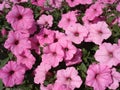 Petunia pink large flowers cover