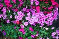 Petunia pink and red flowers blooming in garden background Royalty Free Stock Photo